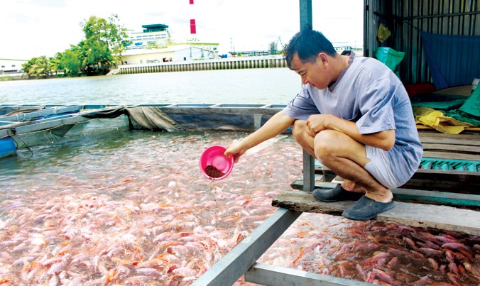 Nuôi cá ăn tại nhà, nuôi cá thịt trong bể nhựa tại nhà mà bạn cần biết 1 Nuôi cá ăn trong nhà